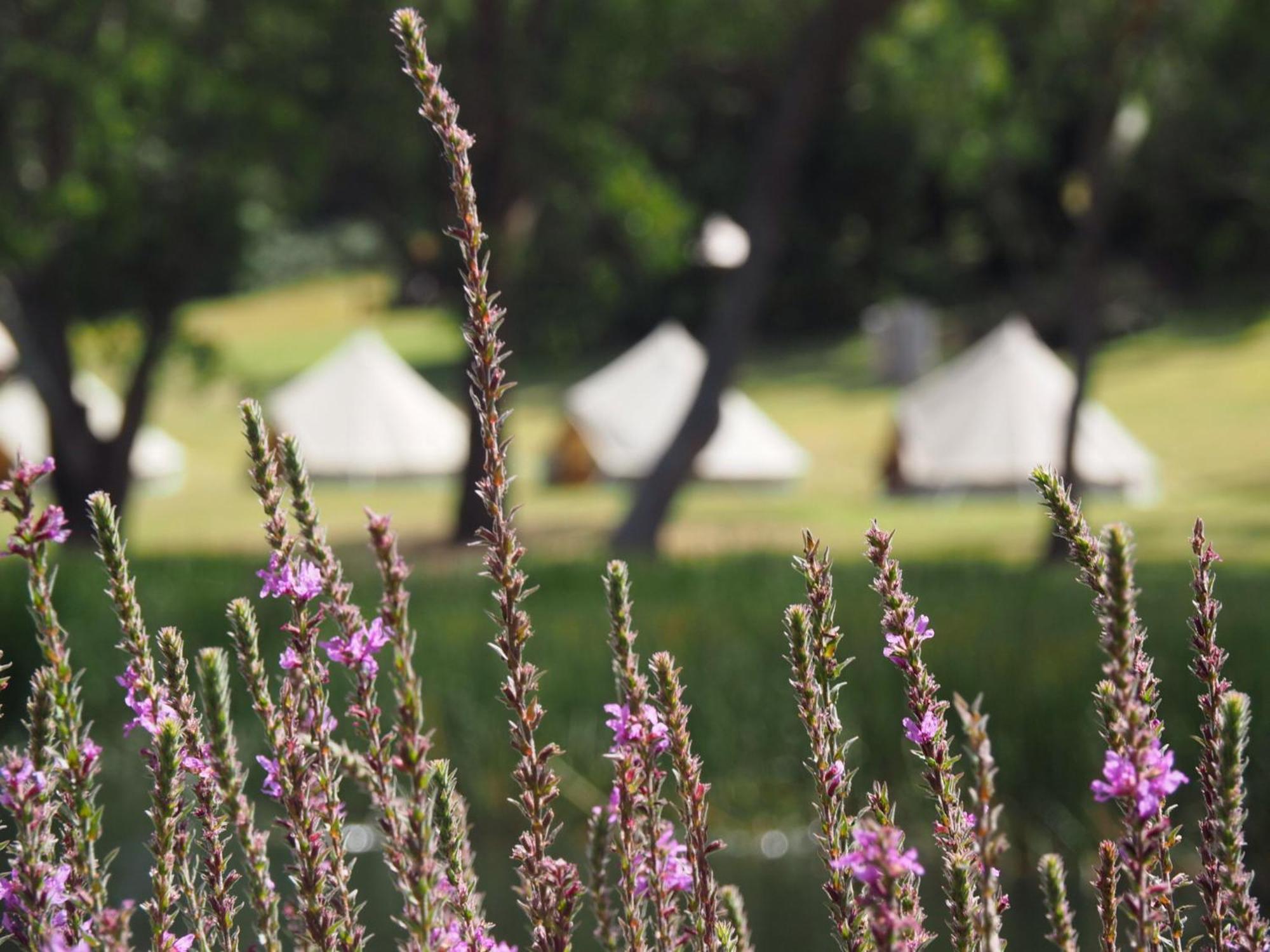 Iluka Retreat Glamping Village Red Hill South Экстерьер фото